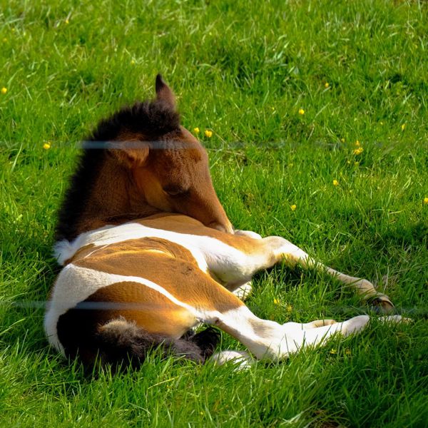 Hagesholm Hest